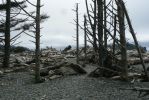 PICTURES/Rialto Beach/t_Trees on Beach5.JPG